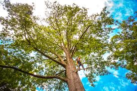 Best Tree Risk Assessment  in Stephens City, VA