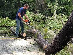 How Our Tree Care Process Works  in  Stephens City, VA