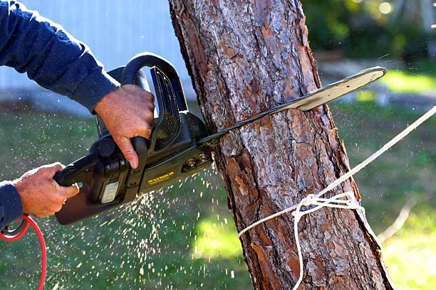 Best Lawn Mowing  in Stephens City, VA